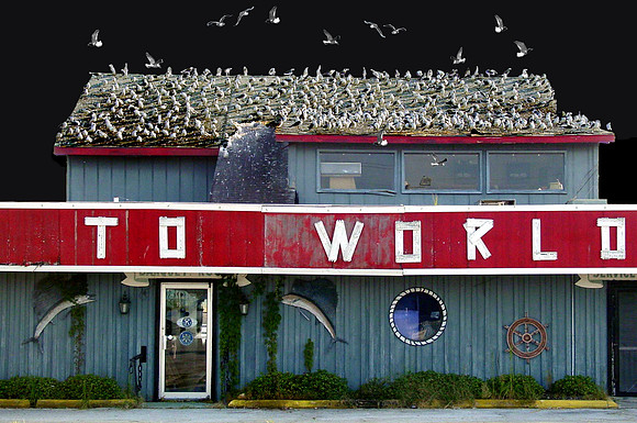 To World Birds