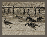 Blizzard Geese