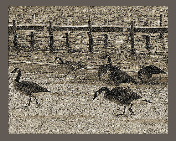Blizzard Geese