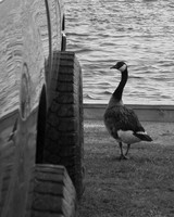 Truck and a Goose
