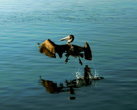 Keep Flapping