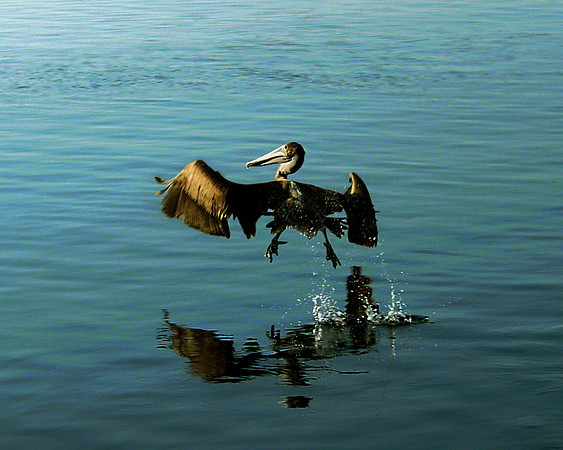 Keep Flapping