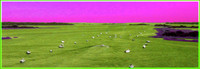 Field of Boats