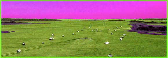 Field of Boats