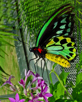 Butterflies and Flowers
