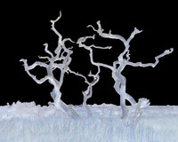 Dancers in Ice